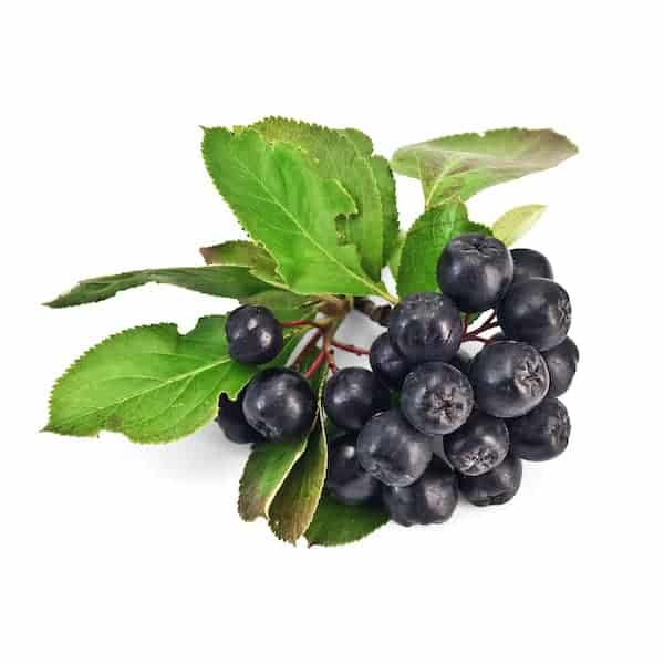 chokeberry cellulite