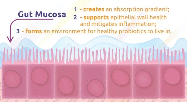 colitis mucosa