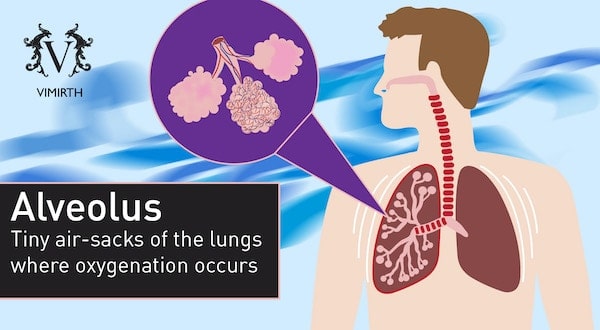 copd alveolus