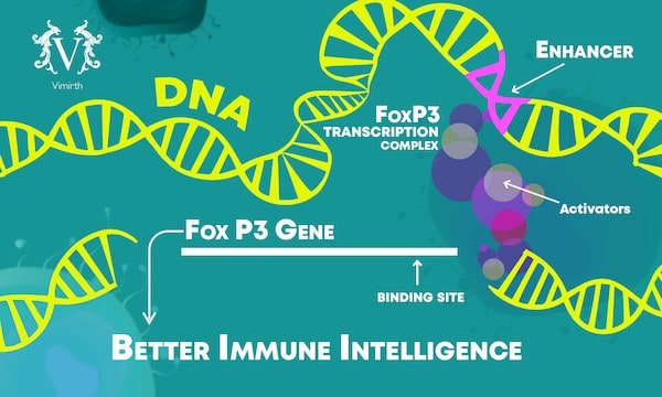 ibd foxp3 gene